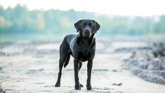 black Labrador Dog Outdoor