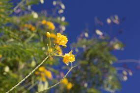 yellow flowers small bush