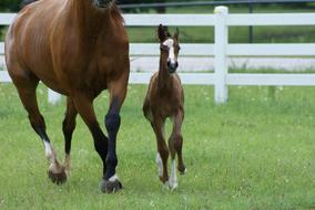 brown horses running around