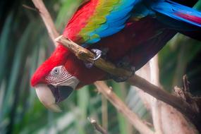 Colorful Feather parrot Bird