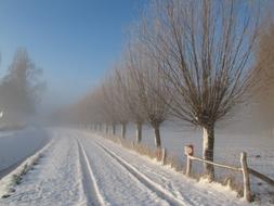 Winter Snow Willow