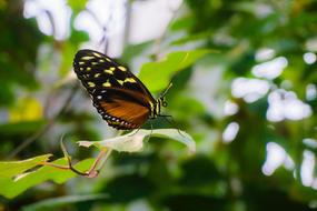 Macro photo of the colorful and beautiful butterfly with pattern, on the green leaf among the plants