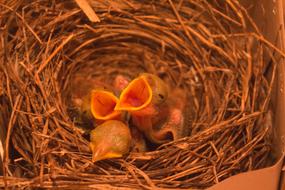 Birds Beak Feather in nest