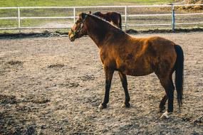 Beautiful and cute, brown horse at the farm, among the fence