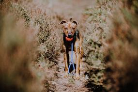 a puppy with a toy stands on the trail