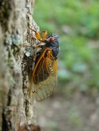 yellow fly on a pole