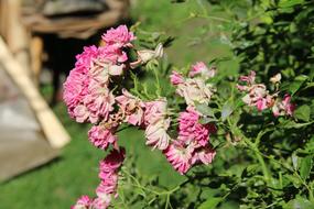 bright pink flowers on a bush in the garden