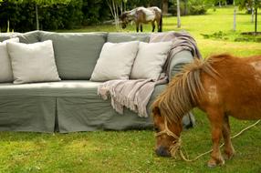 the sofa is in the pasture