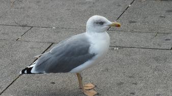 Seagull Gull Bird on street