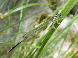 dragonfly on green grass