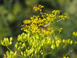 insects on yellow flowers in the forest