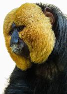 Animal Monkey Saki head