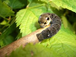 little caterpillar on a branch