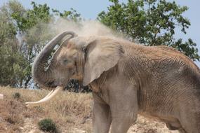 elephant bathes with sand