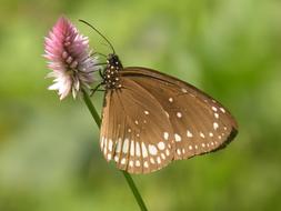 Butterfly Green Insect Pink