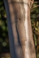 smooth shiny tree trunk in Australia