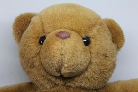 photo of Teddy Bear Soft Toy