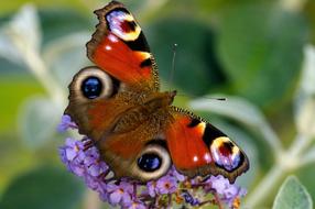 orange eyed butterfly