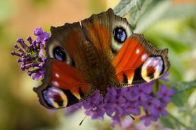 Peacock Butterfly Edelfalter