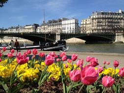 the flowers are beautiful with the houses