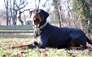 black rottweiler lies on an autumn meadow