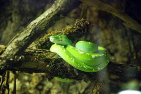 bright green snake on a tree close up