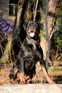 Rotweiler Dog Sit