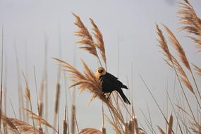 Bird Beak Feather