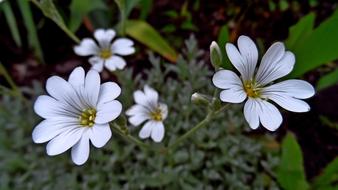 white flowers with leaves in the garden