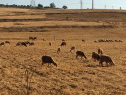 herd of animals in the field