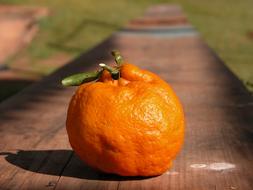 lonely fresh sweet tangerine