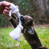 Cute and beautiful, brown chihuahua biting white rope, on the green grass with leaves