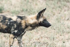 wild Dog Puppy Animal