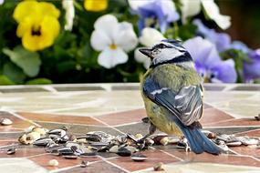 Bird Tit Blue at garden