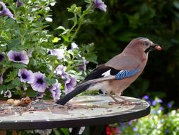 Bird Jay Garrulus Glandarius