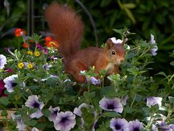 brown squirrel in colorful flowers