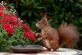Beautiful and cute, brown and white squirrel near the plate and colorful flowers, near the green leaves