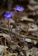 blue flowers in the grass in the woods