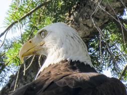 Profile portrait of the beautiful, brown and white bald eagle with yellow beak, on the plant
