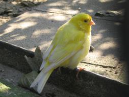 Bird Yellow
