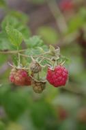 raspberry bush