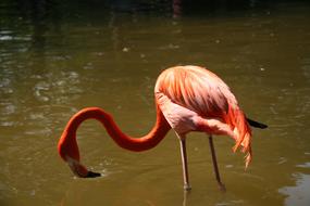 orange flamingo in the water on a sunny day