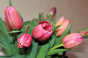 tulip bouquet in green leaves