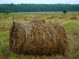 a big bale of hay on green grass