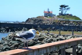 City Lighthouse and bird