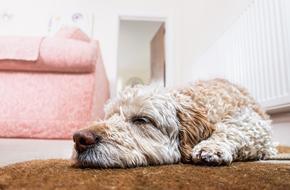 home dog on the living room floor