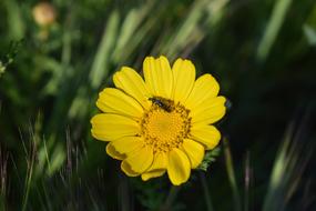 yellow flower with an insect and greenery