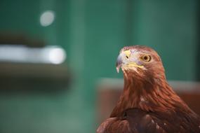 brown Bird Of Eagle