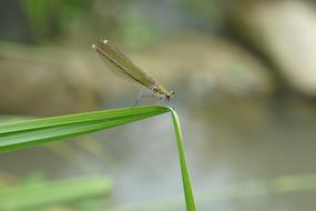macro view of Dragonfly Insect on grass