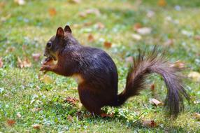 cute brown squirrel eats